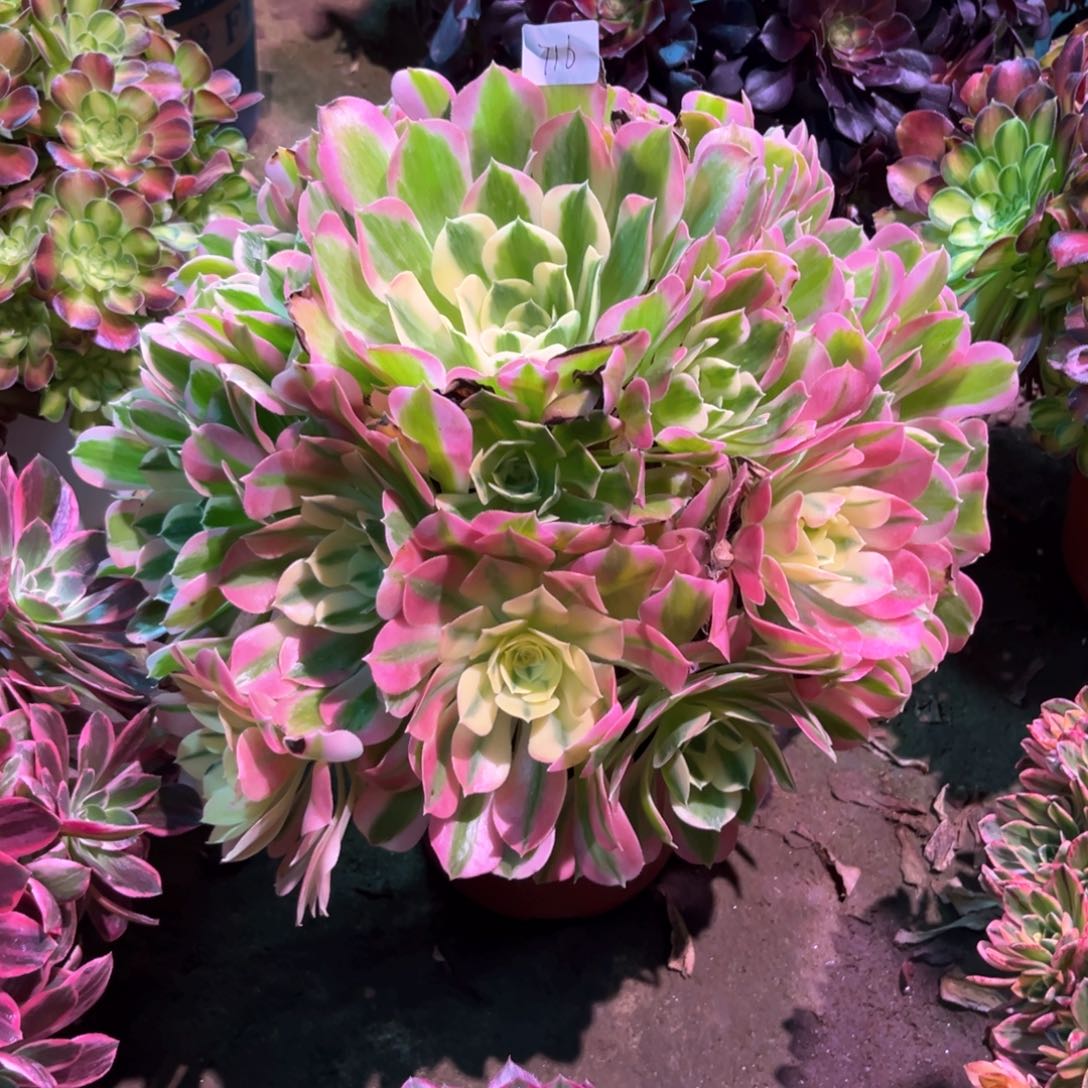 多肉植物白凤716