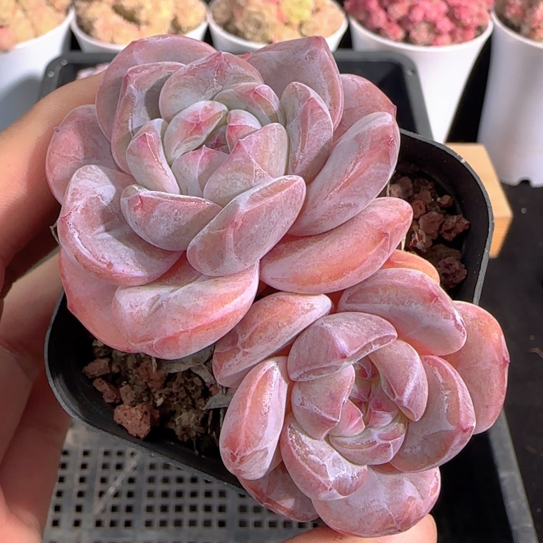 多肉1226-230石榴籽星影双头