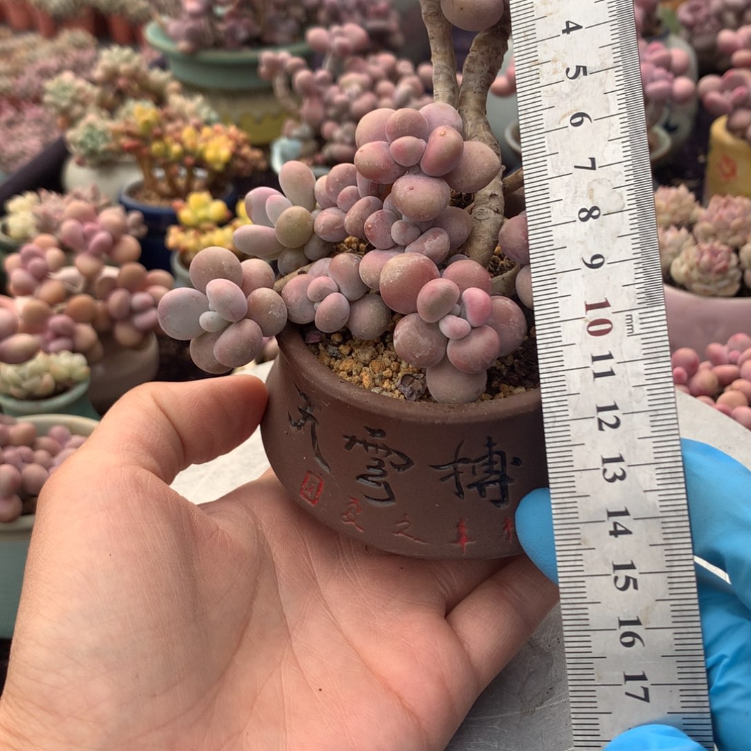 60号带盆偏远地区不包邮的