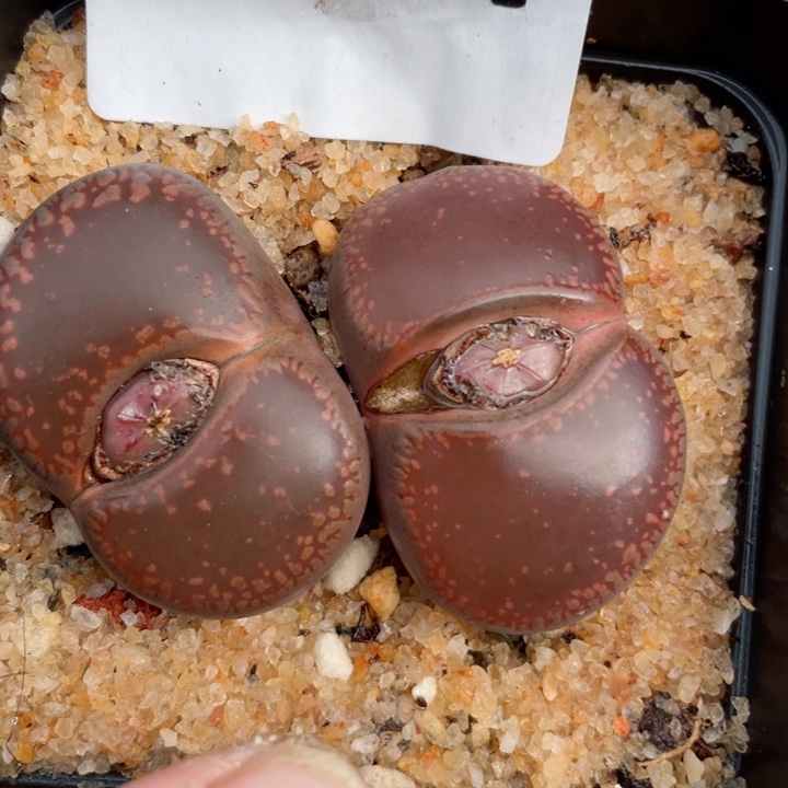 504双头母本row带盆发