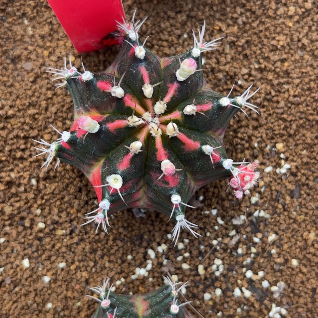 166-1214泰国发货多肉