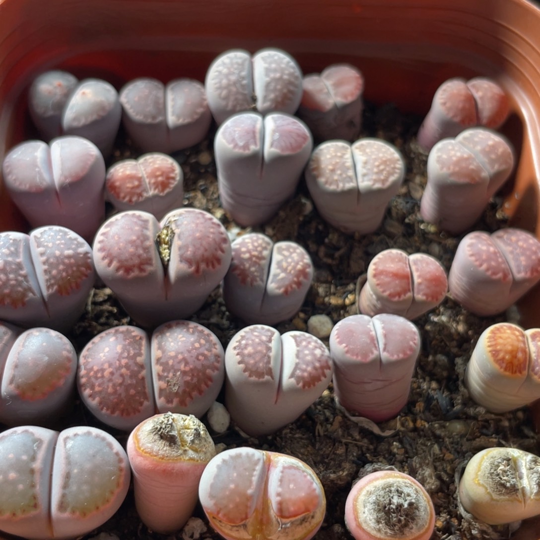 大盆特价一物一拍～8