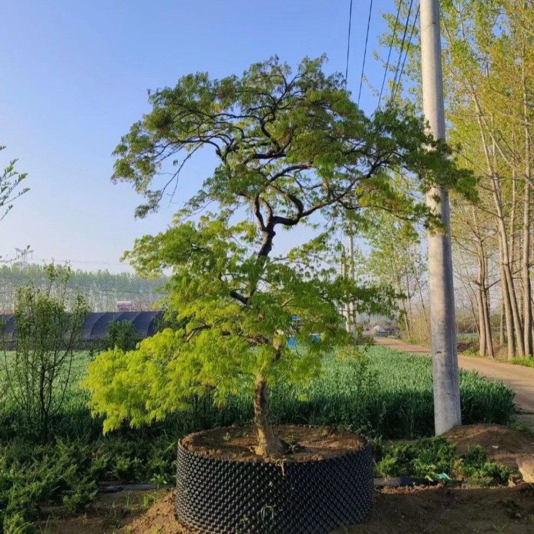 红枫树庭院中华小叶红枫外山造型日本红枫稻叶羽毛枫盆栽地栽观赏