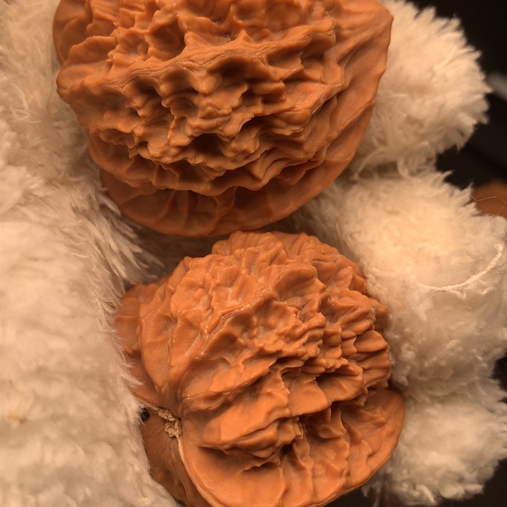 狼*天秦岭森林茂密和植被覆盖