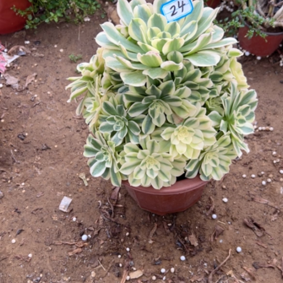 【闪购商品】多肉植物绿豆莎24