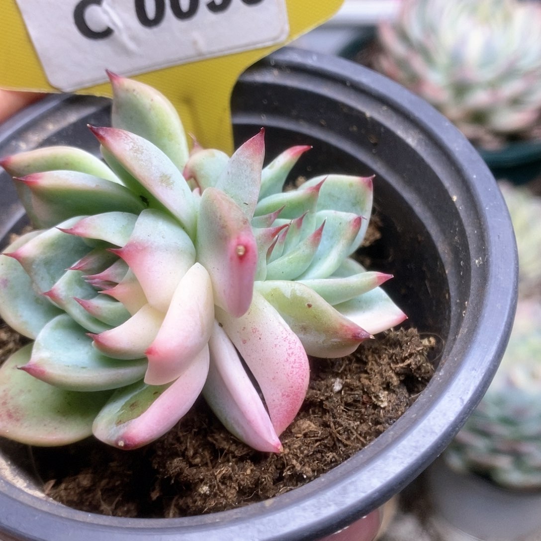 095锦锦锦锦锦锦锦锦