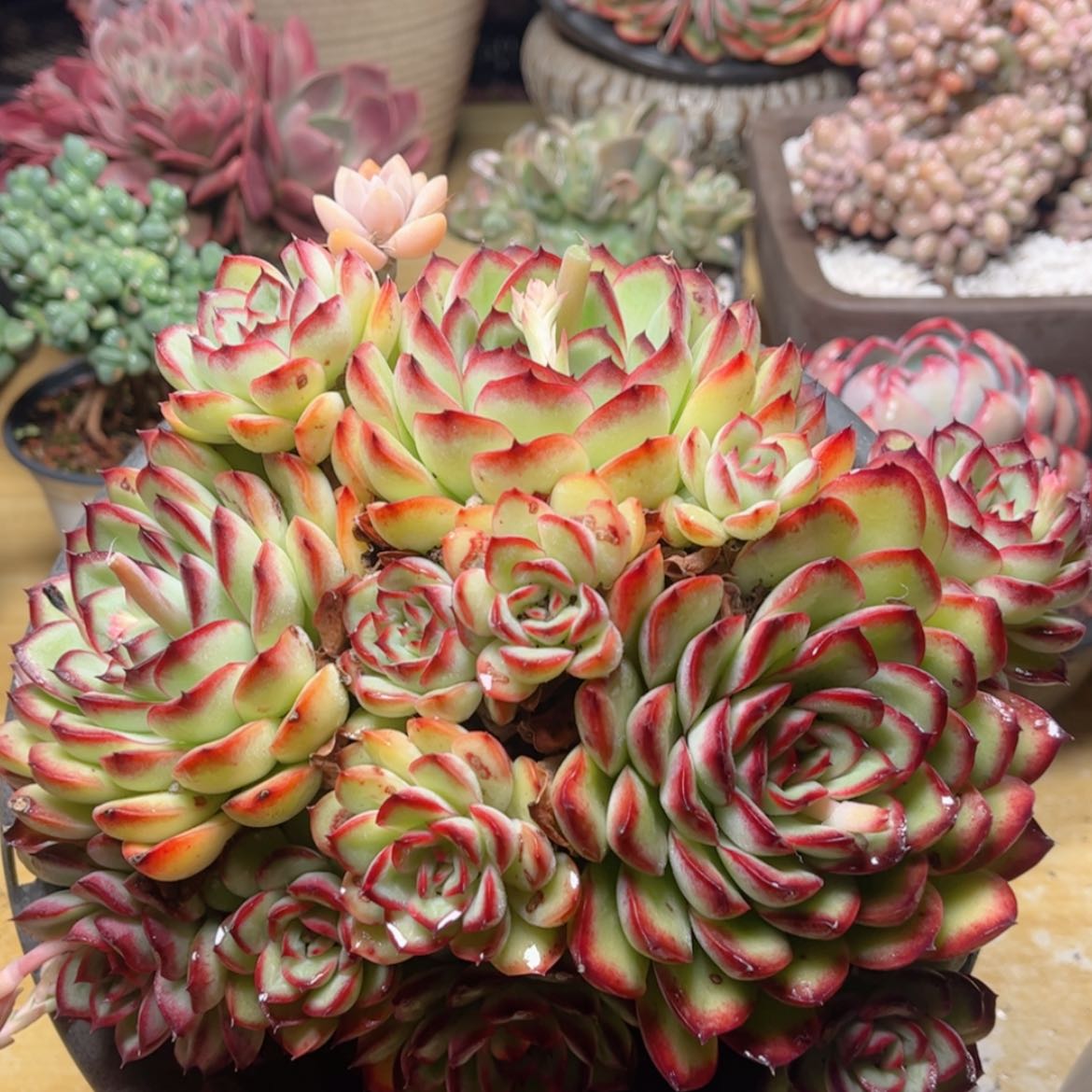 【闪购商品】670肉酱玫瑰