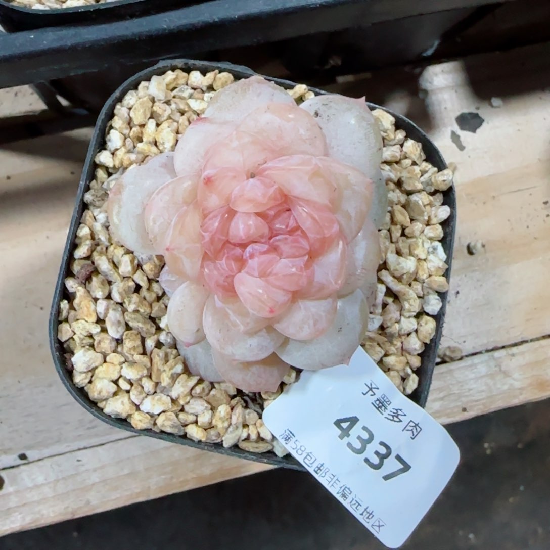 M****0冰奶糖，4337多肉植物
