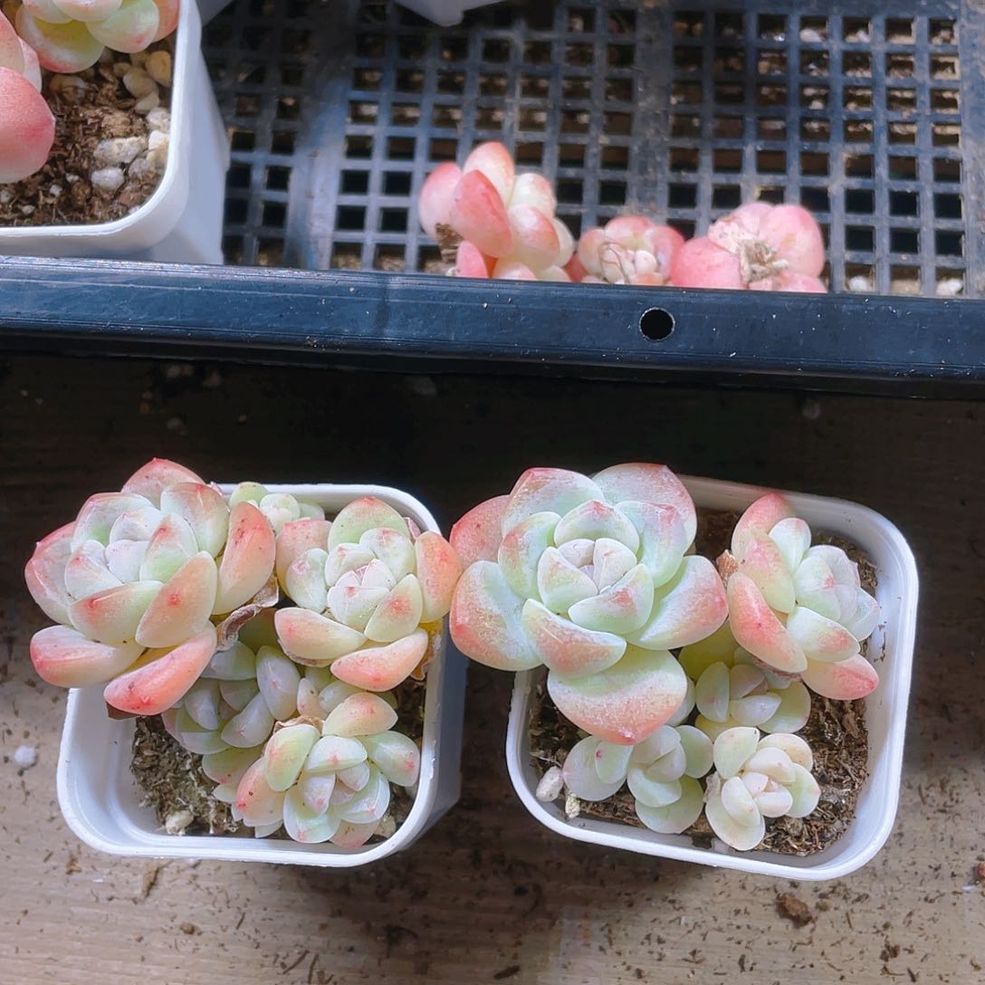 五头杆子冰玉不包整盆一个满25包邮