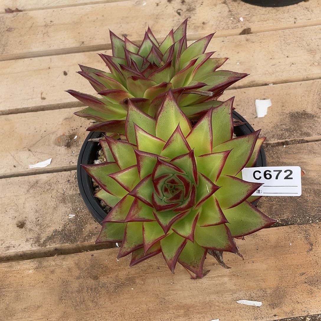 若如东云单拍C672