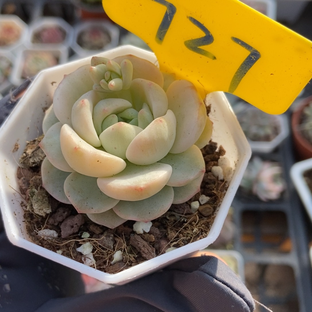 727香草厘米多肉