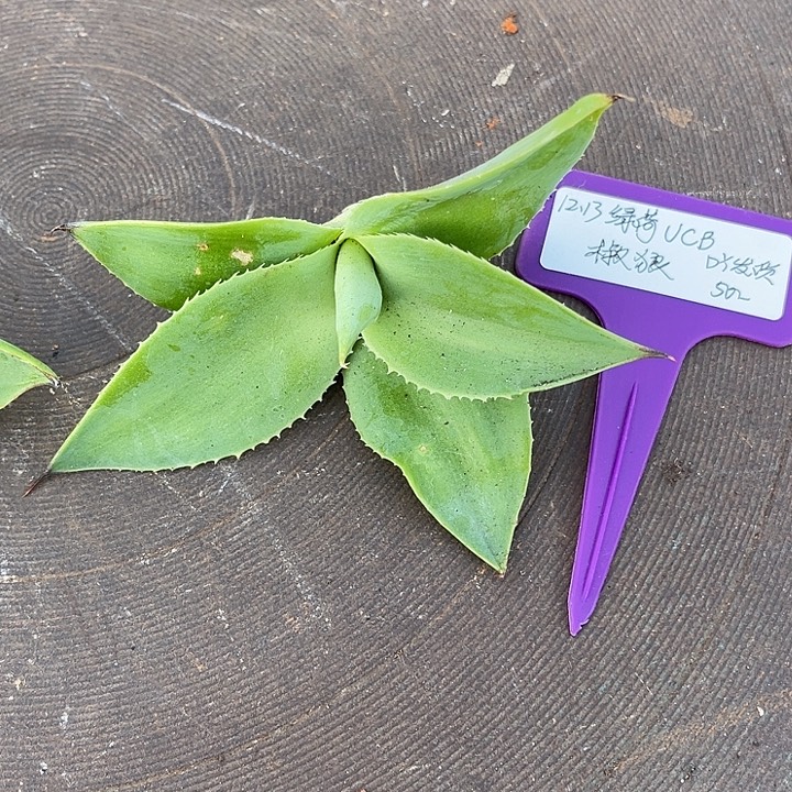 勋哥多肉绿荷UCB侧芽