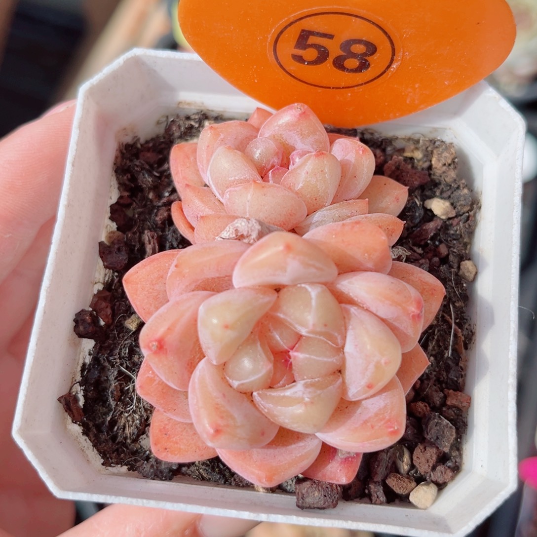 58号小老桩糖心双头