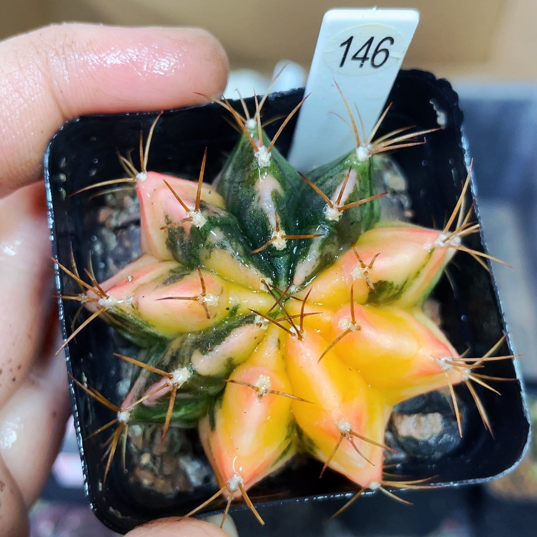 非偏远地区满25包邮仙人球