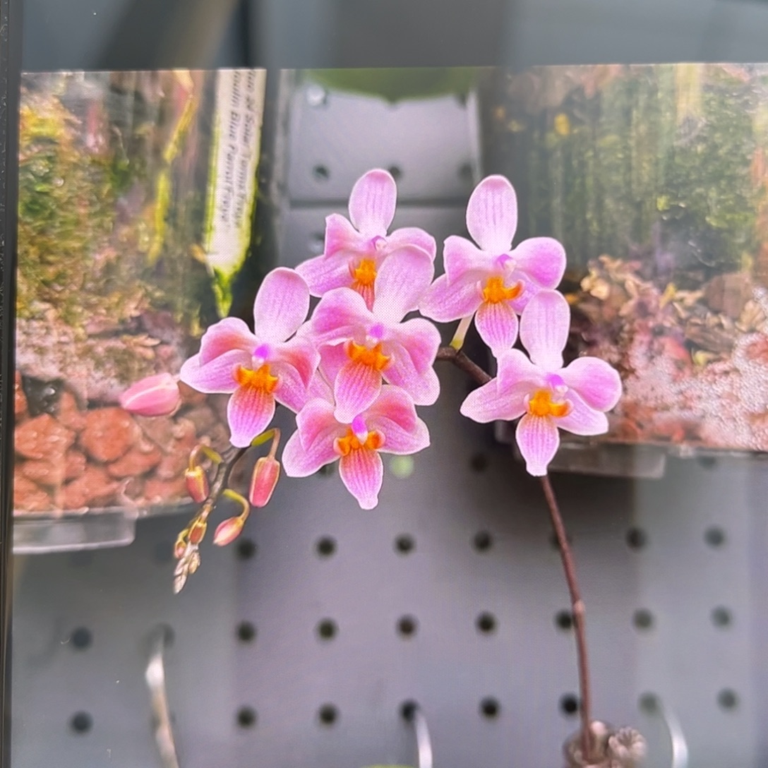 无花朵2.5寸eq交苏拉威西苗