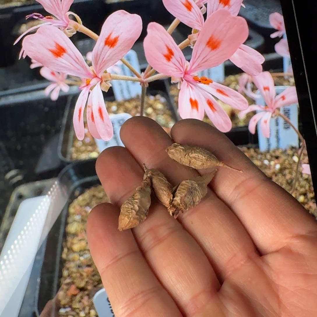 肾叶洋葵苗子一组四个