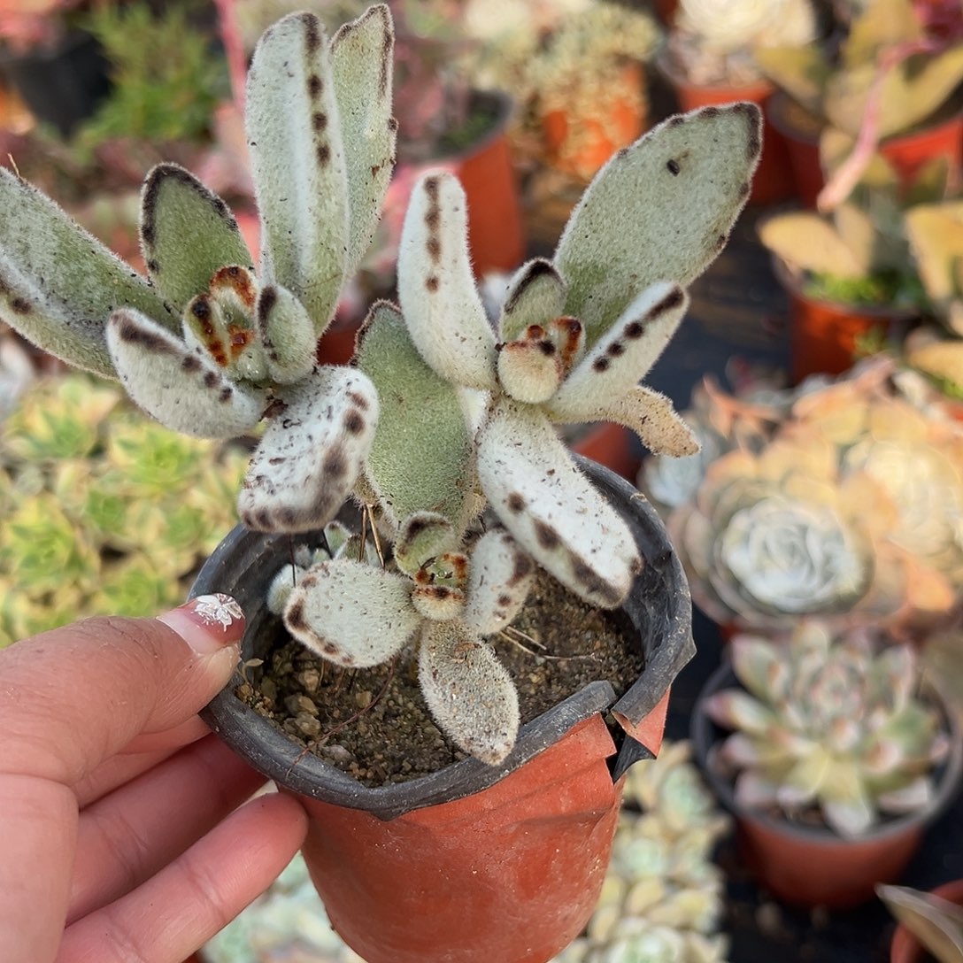 多肉植物月兔耳群