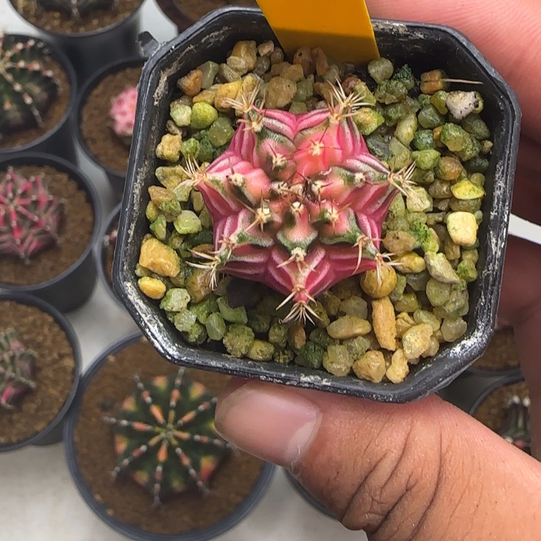 216-1229泰国发货多肉