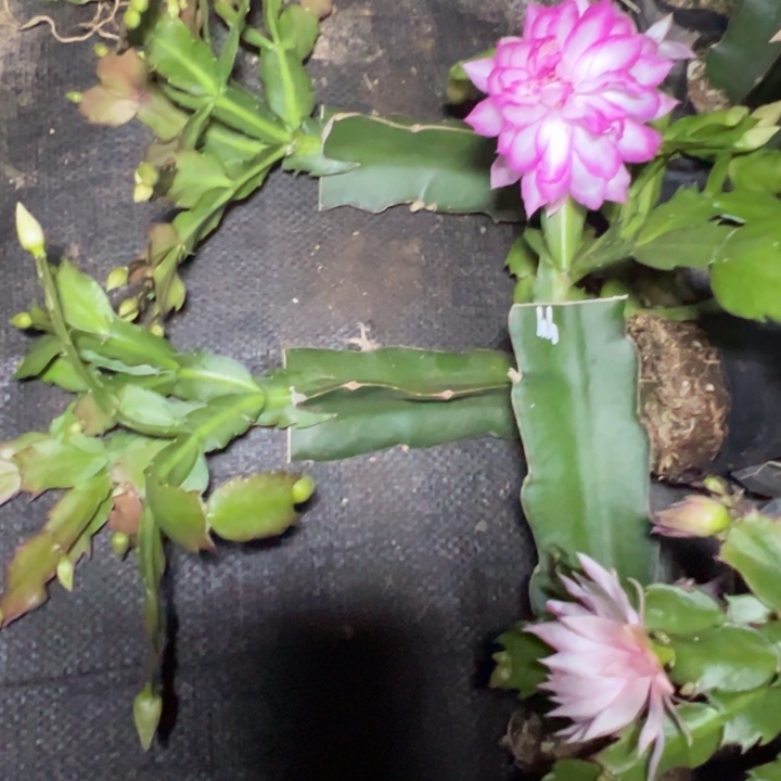 荷花仙子嫁接多叶片小苗一颗30