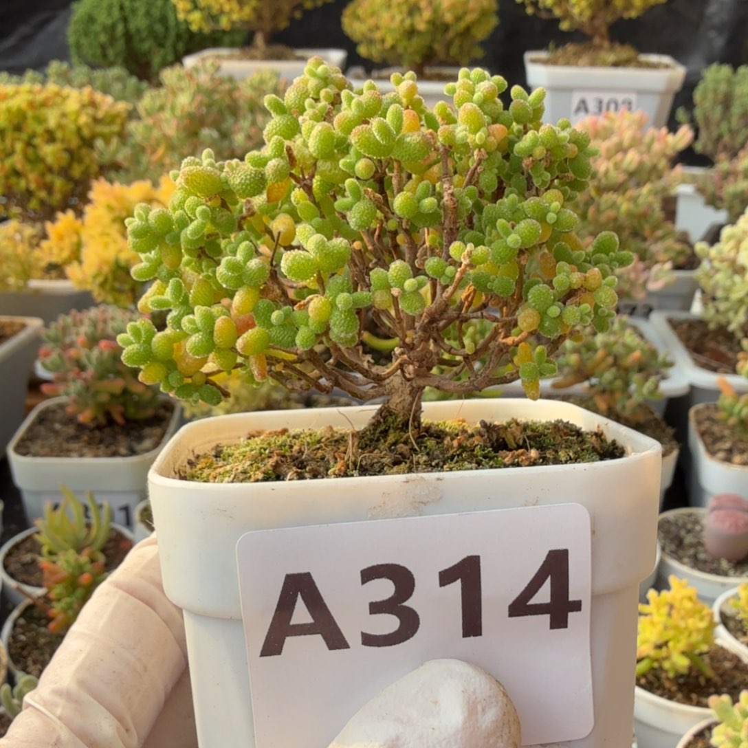 *****A314金桔糖球枝干