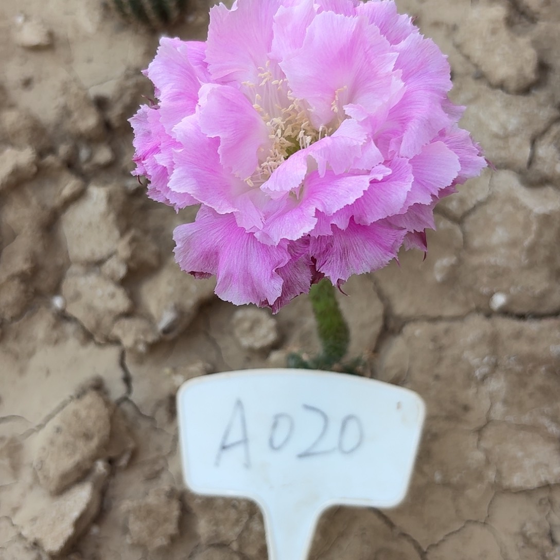 A020,多多一号瑕疵歪头4cm