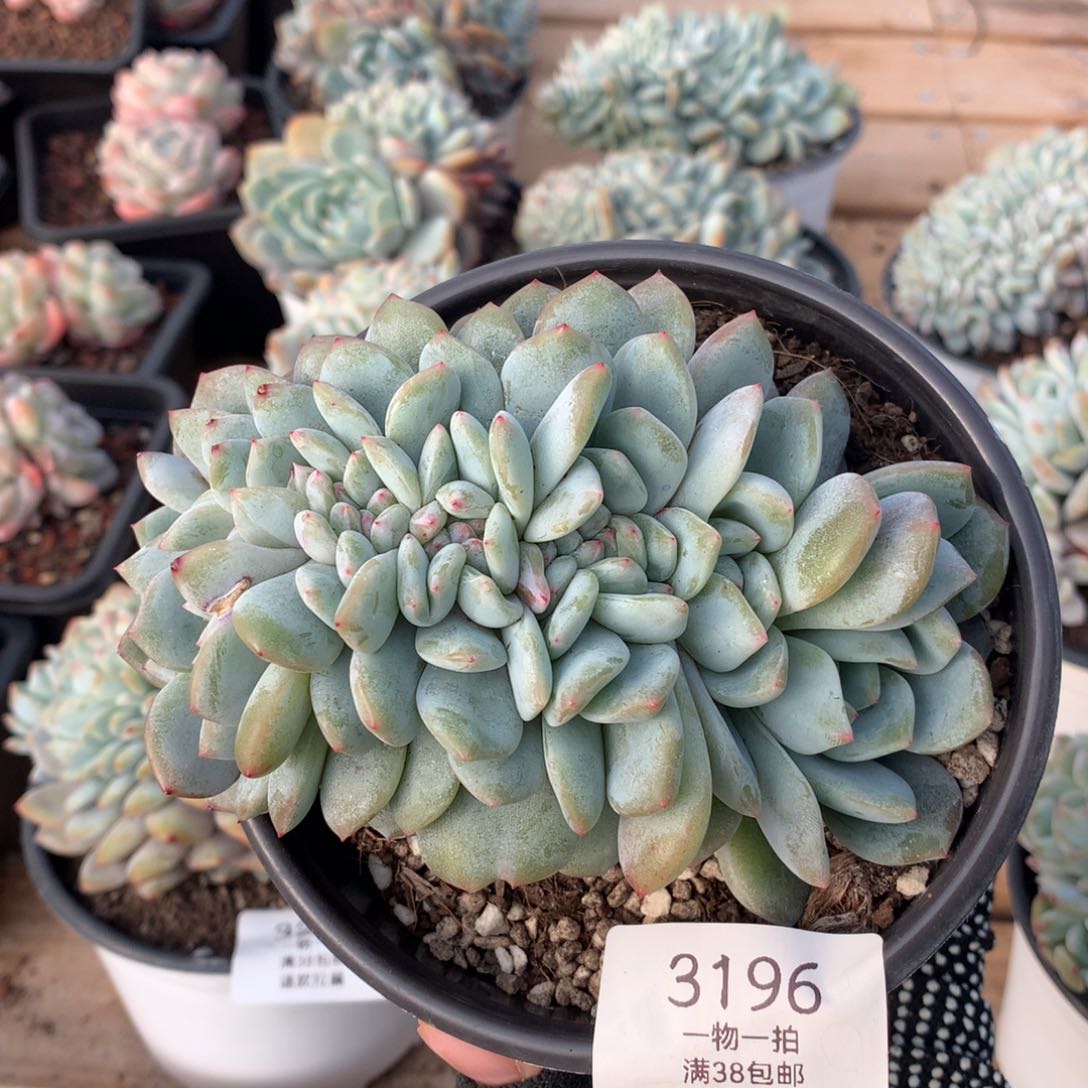 13厘米星影朵朵缀3196