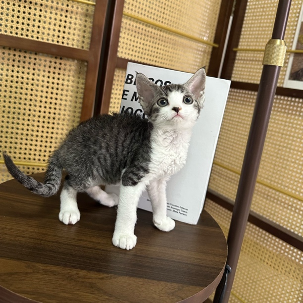 【ZF.Q德文卷毛猫】虎斑开脸米奇弟弟 甜美 一针疫苗 生日6.28