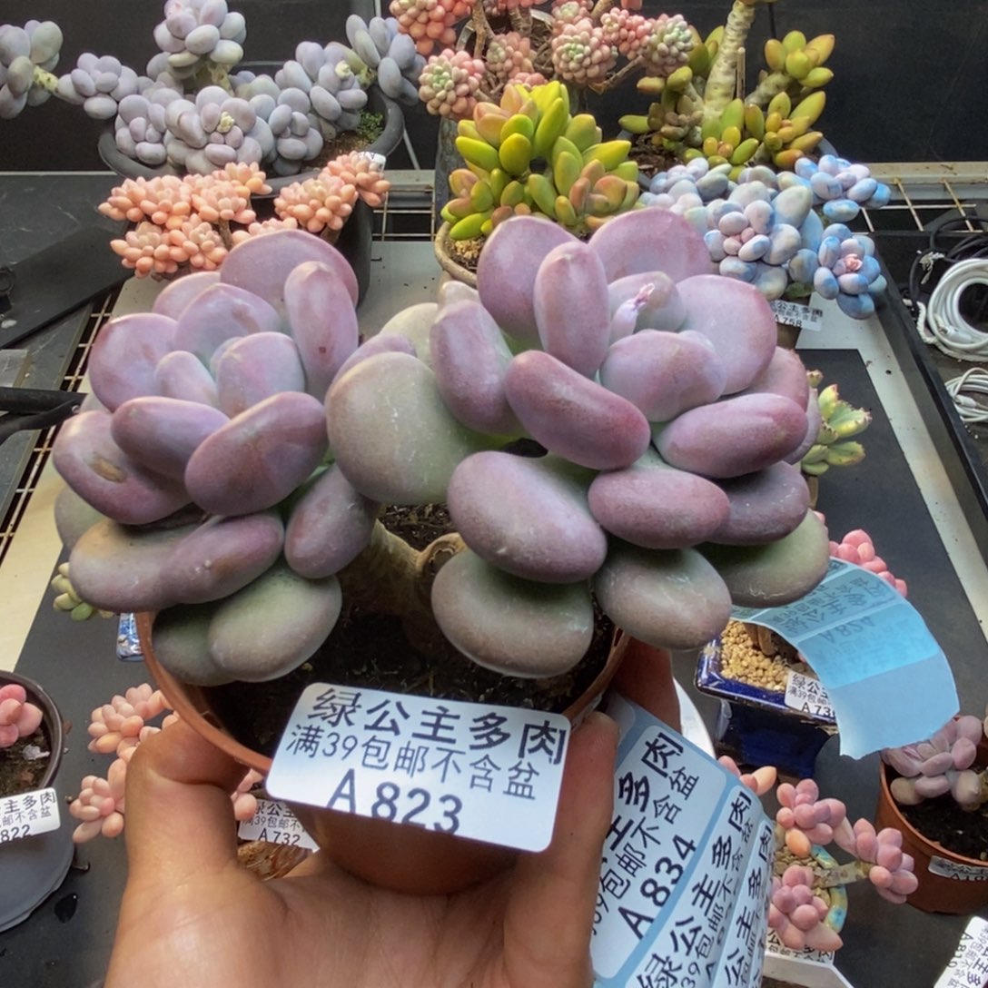 823月美人多肉有砍