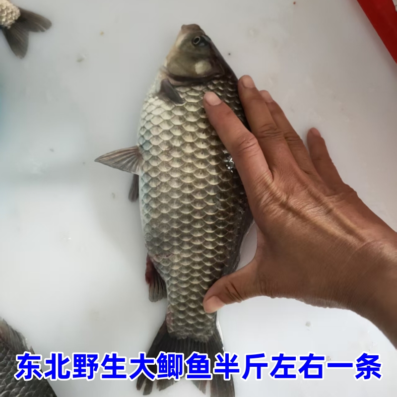 特大鲫鱼8斤野生特大半斤左右每条大鲫鱼冷冻鲫鱼