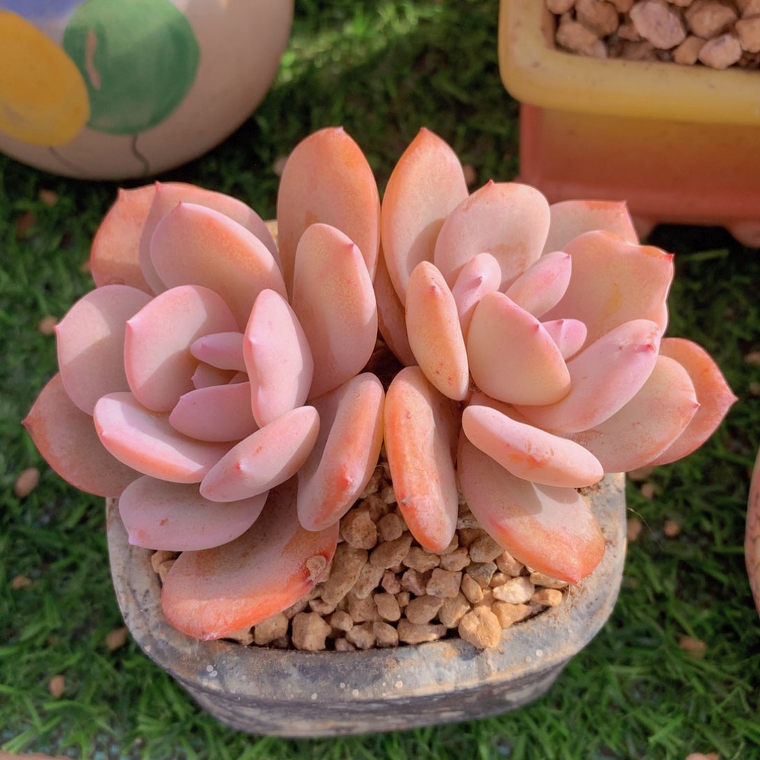 奶茶11 公分一物一拍