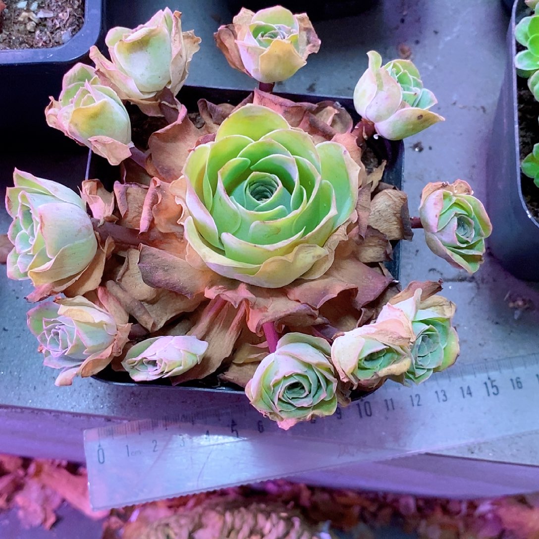 山地玫瑰一物一拍106红粉佳人