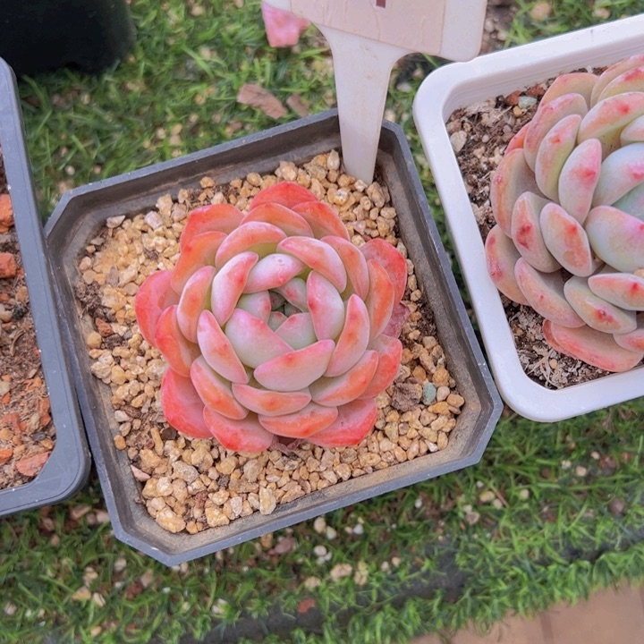 健健康康平平安安