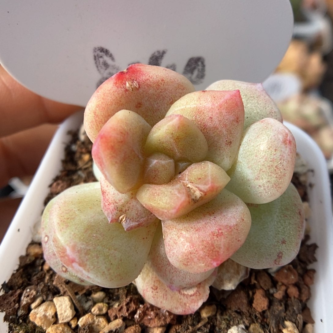 冰玉石化可拍844号。 