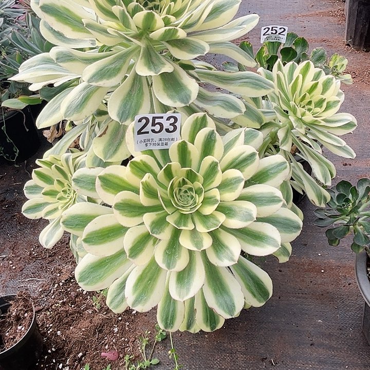 253保时捷、多肉植物