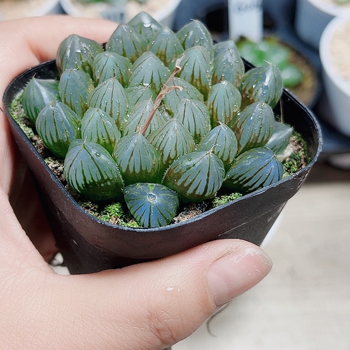 龙爪玉露多肉植物6666