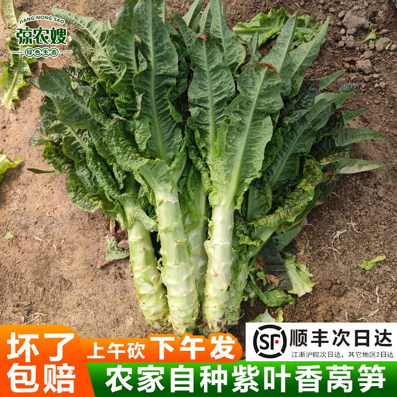 苏北农家自种红叶莴笋新鲜紫叶香莴苣脆嫩莴笋肉崇明香莴笋红莴笋