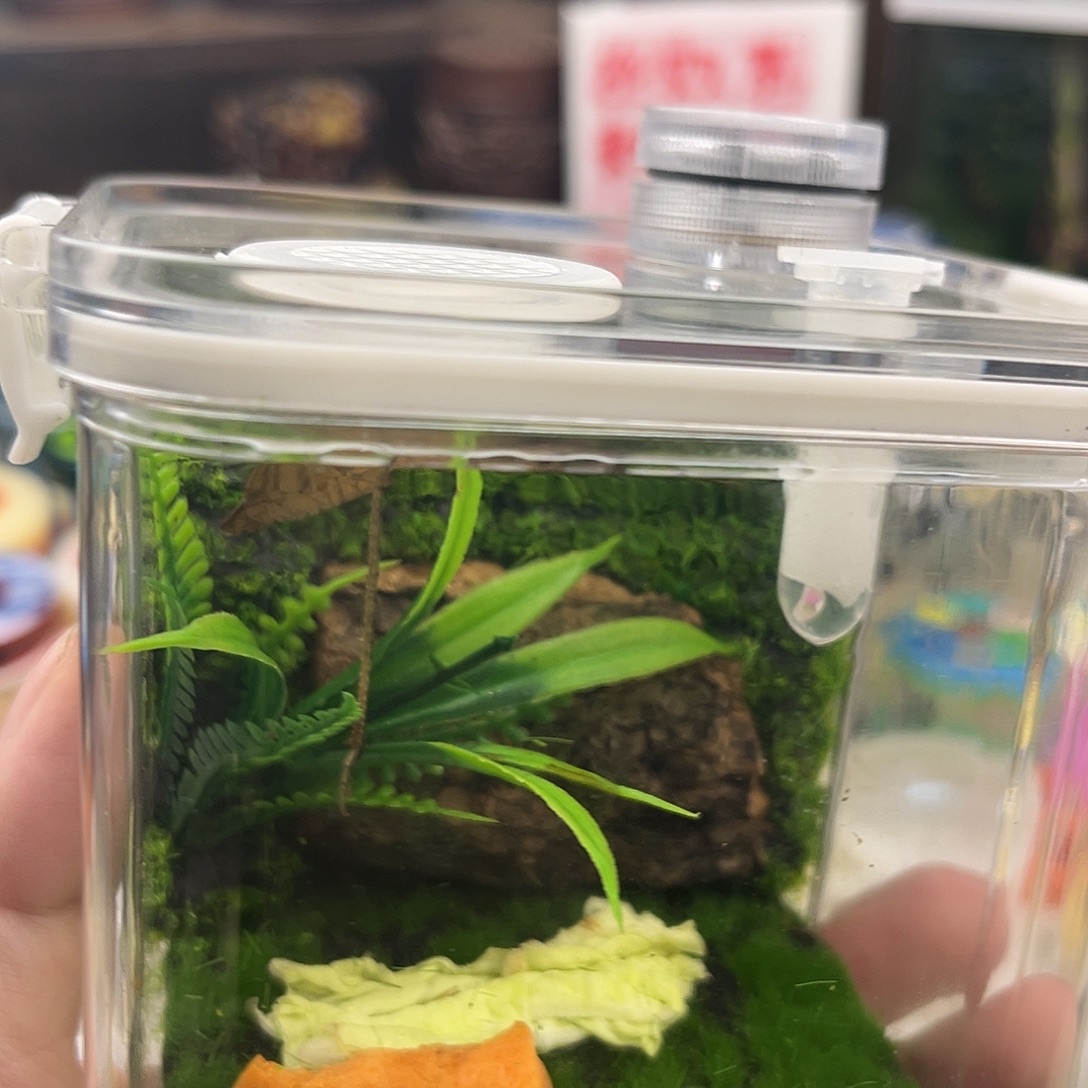 一个小生态箱➕三条断须柬竹