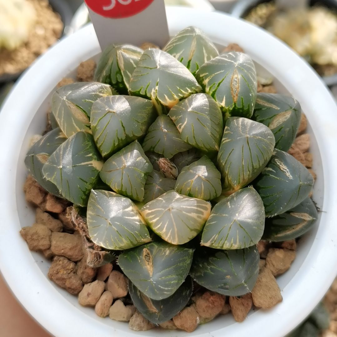 362号龙爪巨大款一物一拍带盆土发货