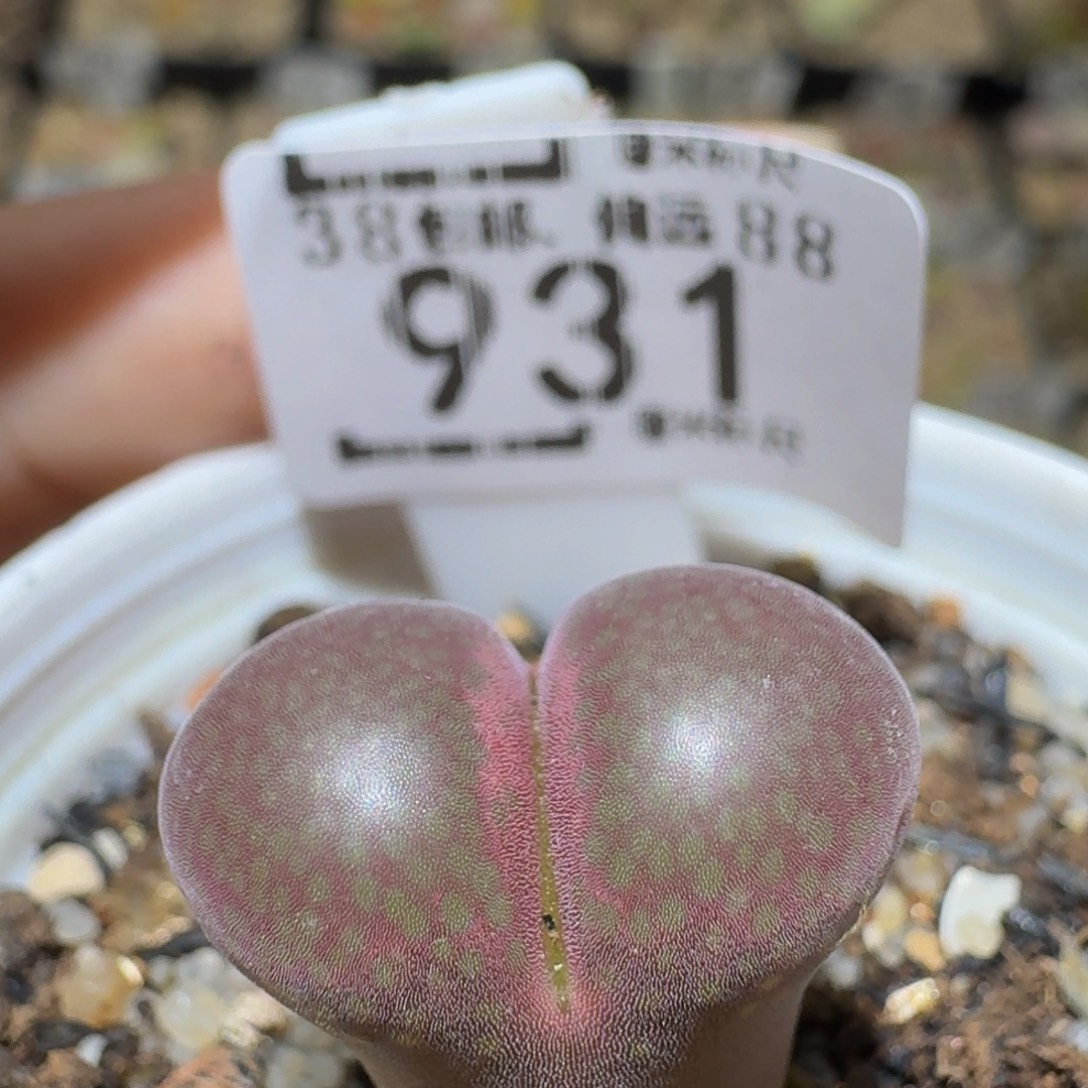 Sssss精品生石花931