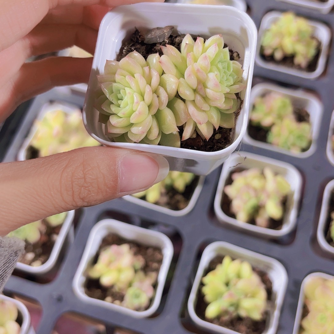 珍珠麦秆2.99米2颗