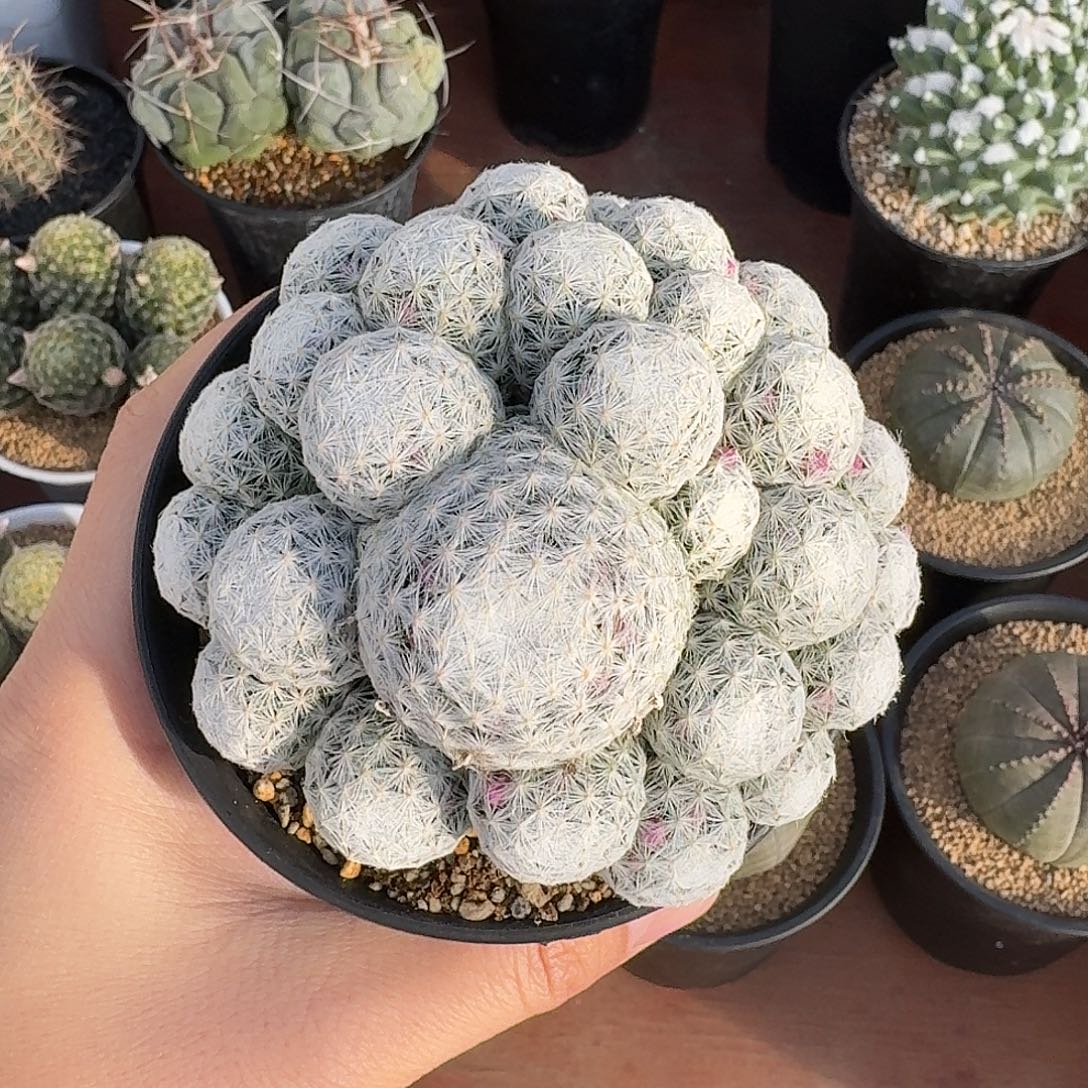 018号姬春星仙人球