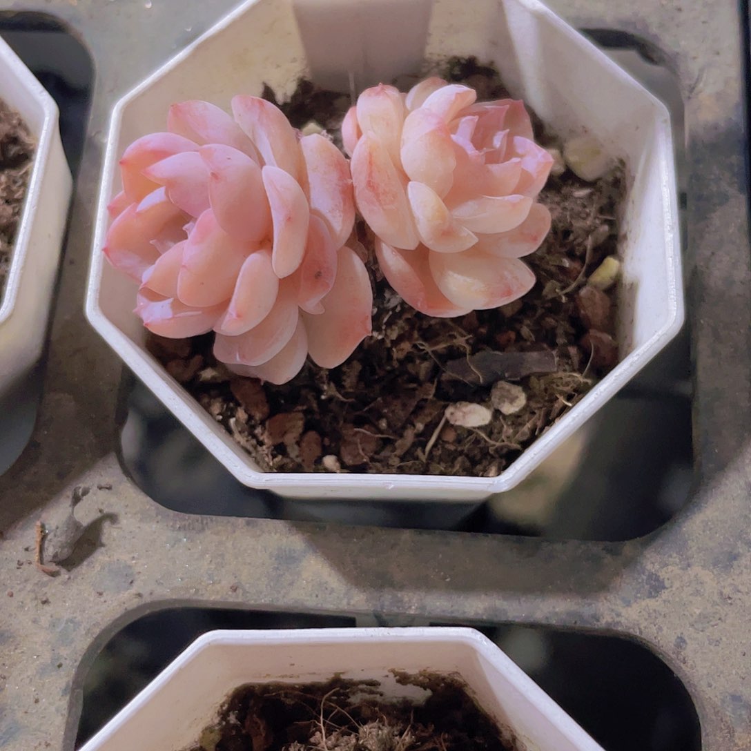 方糖w017一物一拍