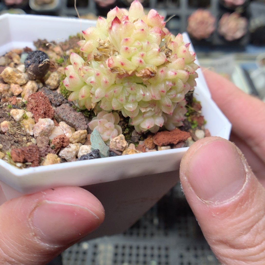 S183y y y y y y y y y