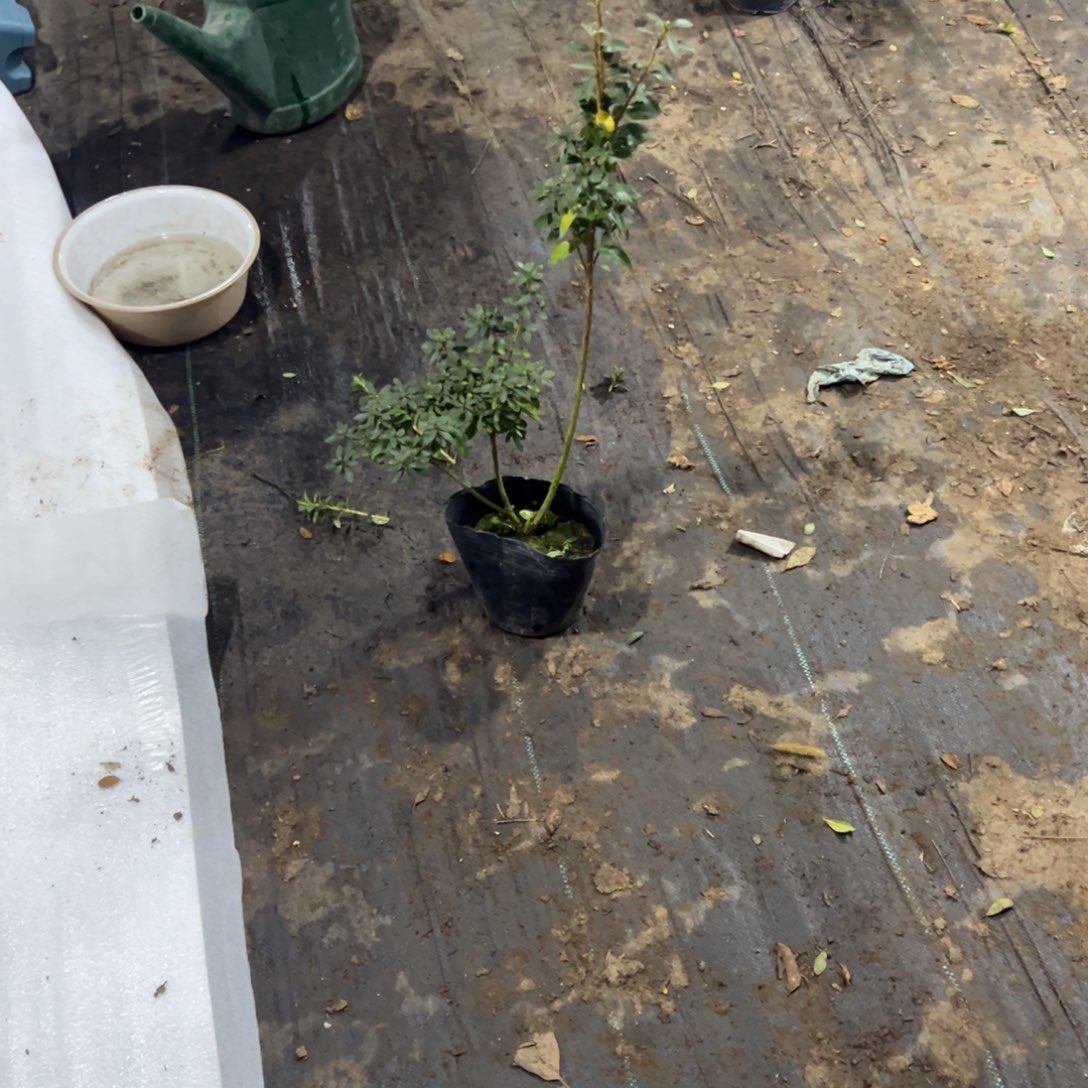 九***艺完全开放舞小听杜鹃