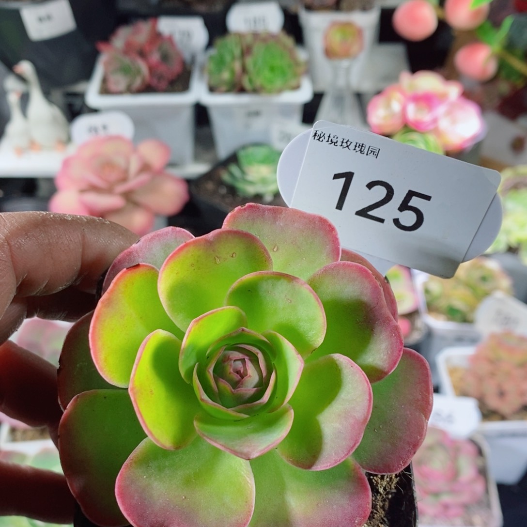 125洛霞 一物一拍