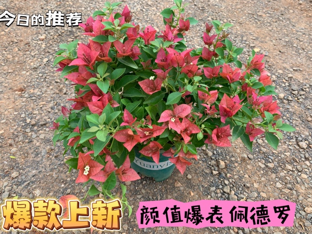 X《佩德罗》胭脂色三角梅盆栽树苗爬藤植物（落花落叶不予售后）