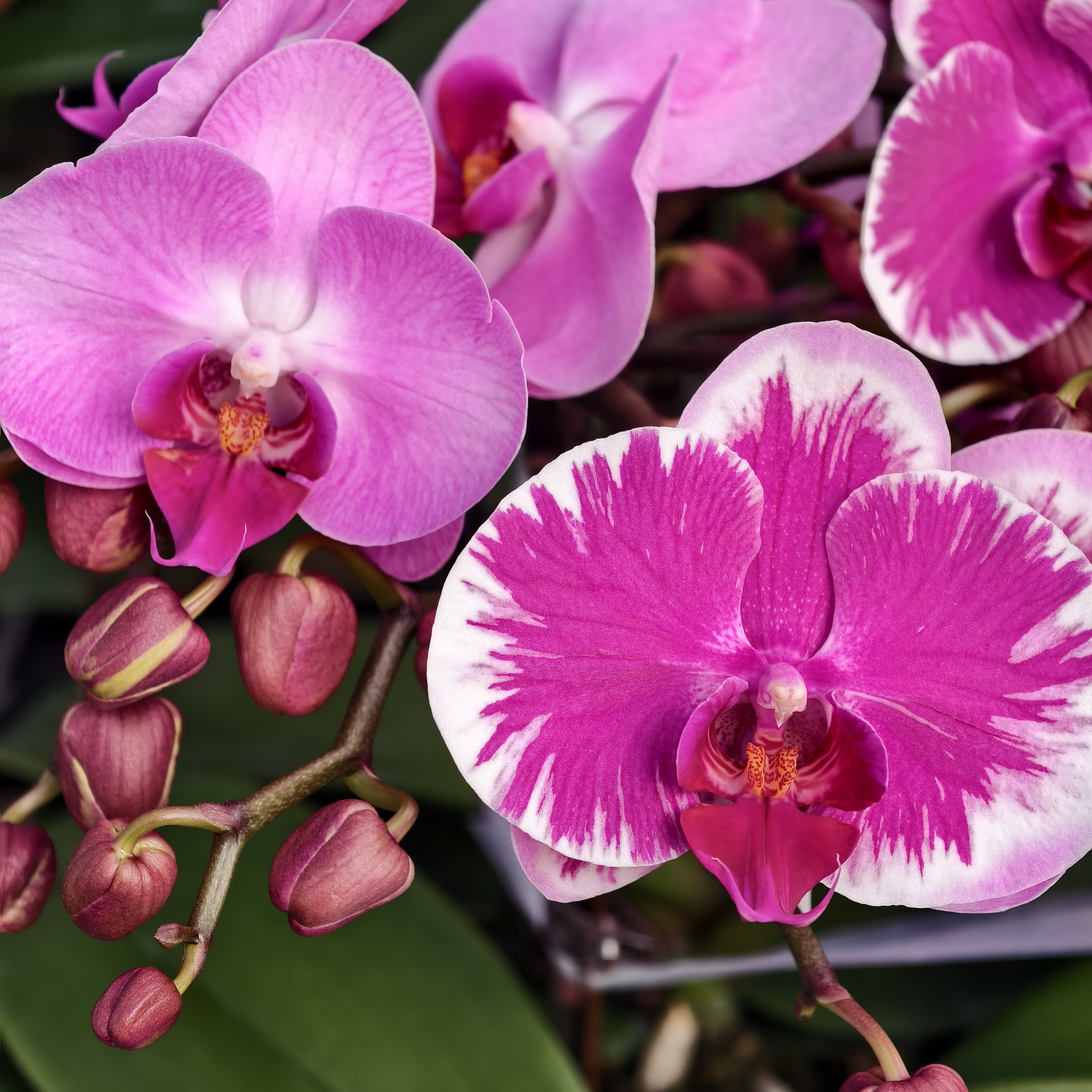 蝴蝶兰【宾友之光】紫色闪边中花 2.8寸杯 全开发货 基地直发