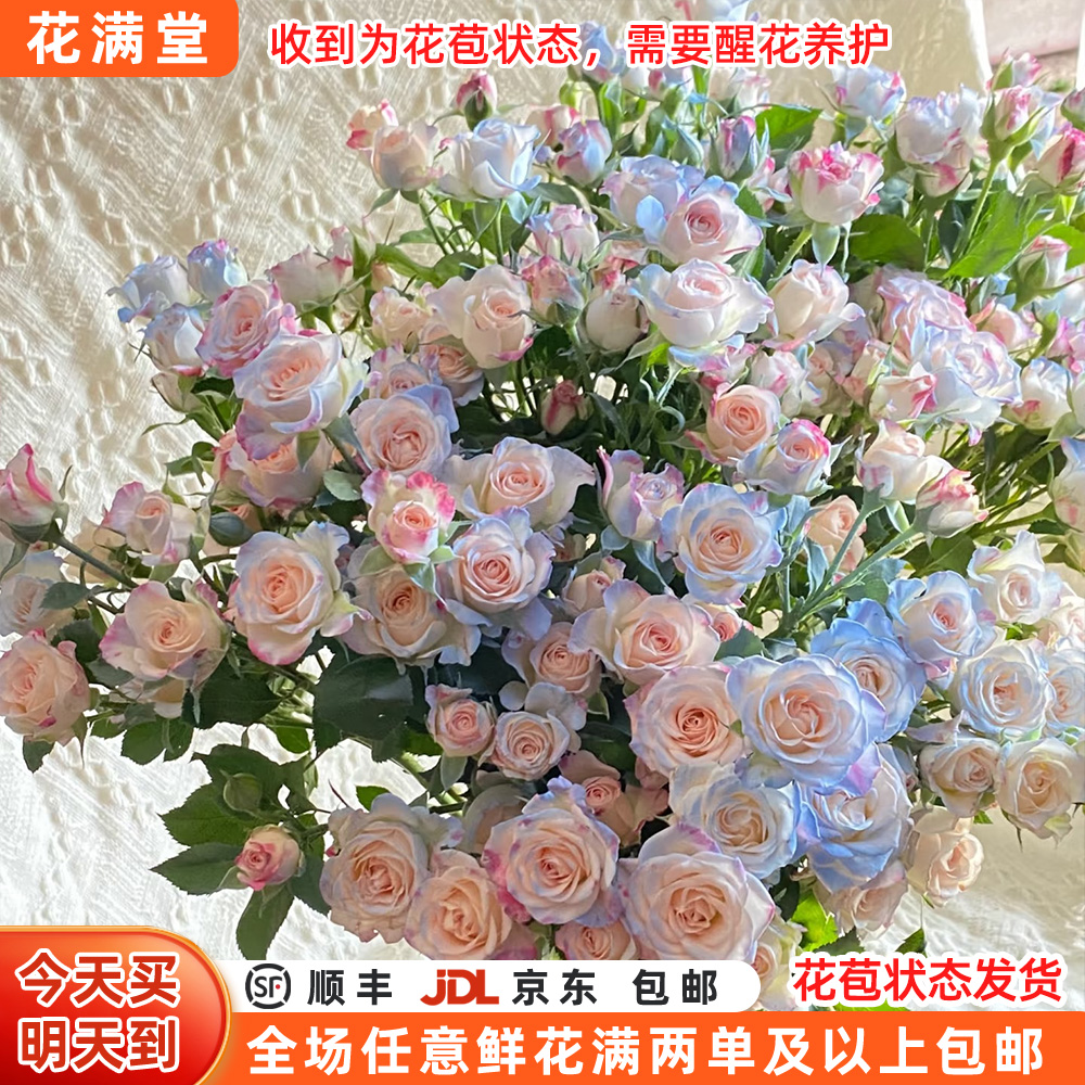 特价【次日达·碎冰蓝折射泡泡】5枝多头喷色玫瑰鲜切花·生活鲜花·两单鲜花顺丰包邮基地直发·鲜切花批发单品