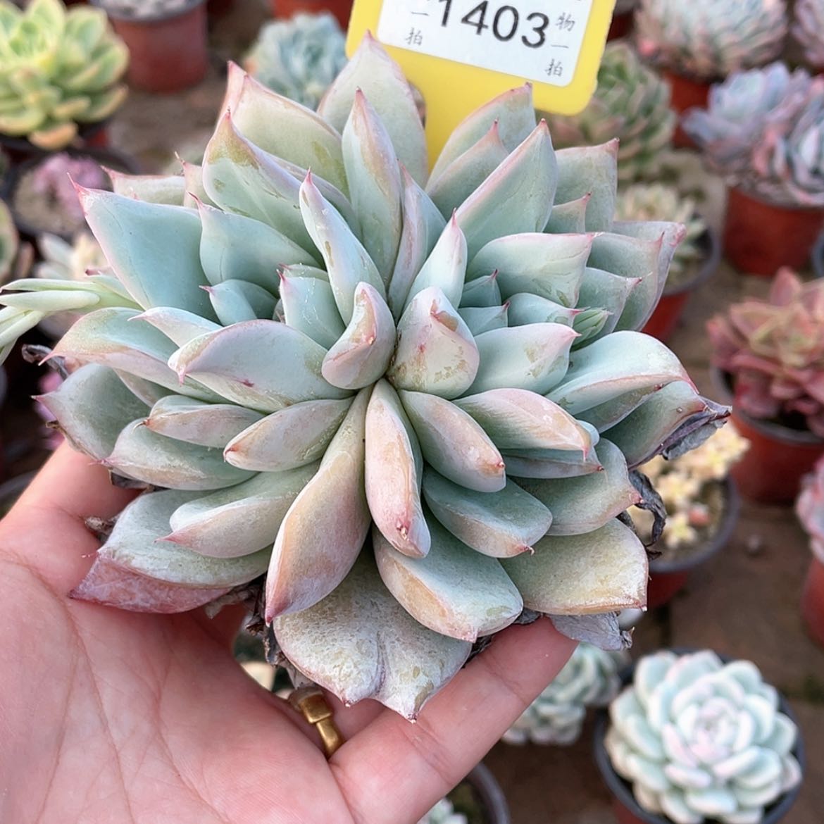 【闪购商品】淼**月1403号