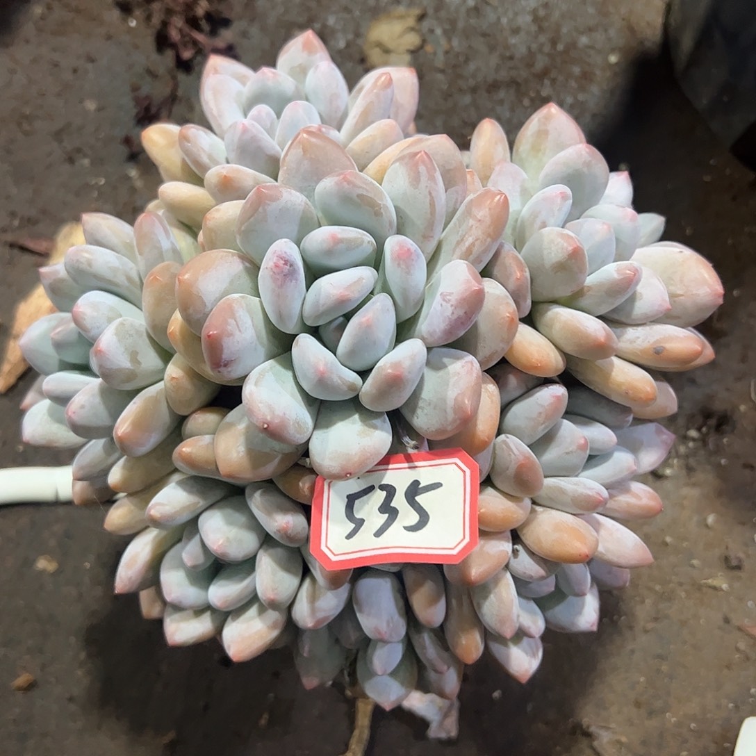 ✿****535号香水一物一拍